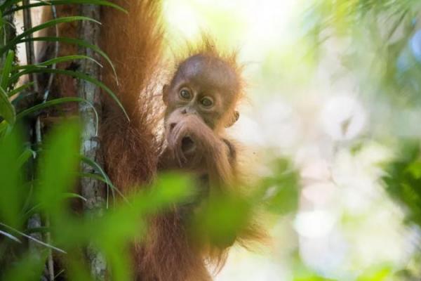 Siklon Senyar Tewaskan 58 Orangutan Tapanuli, Setara 7 Persen Total Populasi Spesies Paling Langka