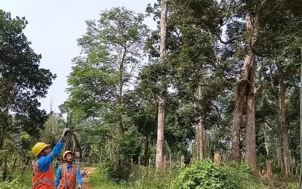 Kabel PLN 50 Meter Dicuri di Maro Sebo, Tiga Pelaku Kabur Saat Dipergoki Warga Dini Hari