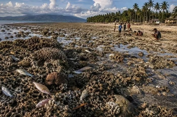 Gempa Mindanao Angkat Dasar Laut 2 Meter, Terumbu Karang dan Lamun Mati Massal