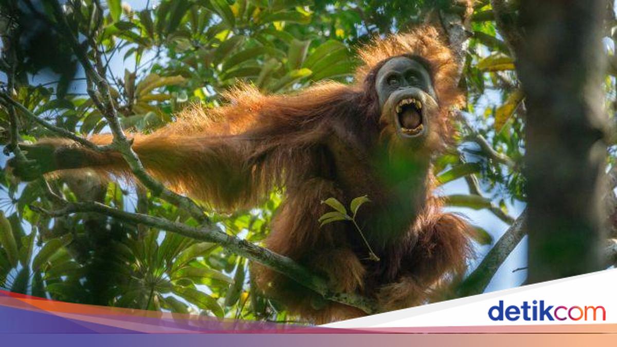 Studi Terbaru Ungkap Siklon Senyar Tewaskan 7% Populasi Orang Utan Tapanuli, Spesies Paling Langka di Dunia