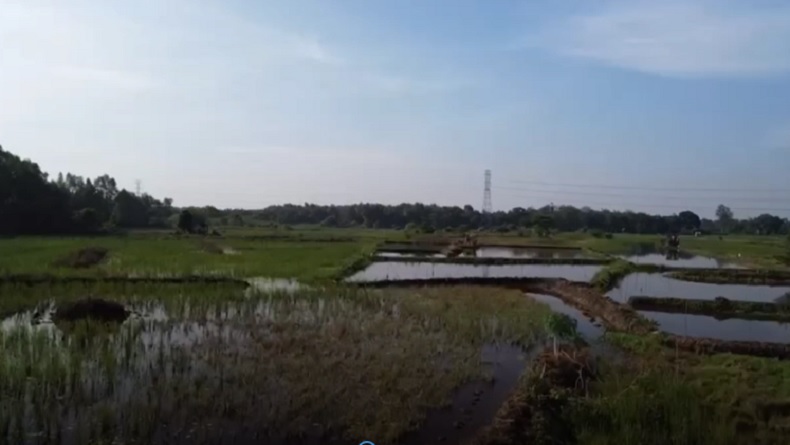 Warga Muaro Jambi Tewas Tersambar Petir Saat Berburu Burung di Sawah, Sempat Hilang Seharian