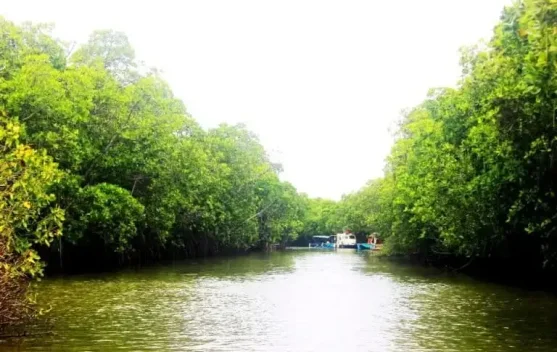 BRIN Temukan Model Budidaya Ikan Berkelanjutan di Hutan Mangrove Brebes, Pulihkan Ekonomi Pesisir