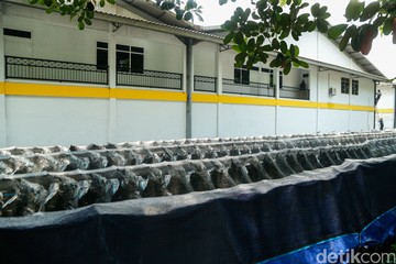 21.801 Motor Listrik Emmo JVX GT untuk Program MBG Sudah Dibayar, BGN Pastikan Dimanfaatkan Maksimal