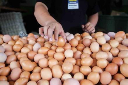 Harga Telur Anjlok di Bawah Rp26.500 per Kg, Mentan Minta BGN Genjot Penyerapan Lewat Program MBG