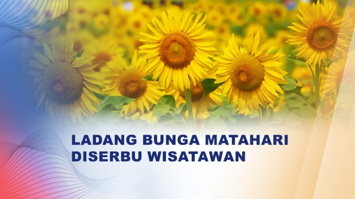 Ladang Bunga Matahari di Hebei Tiongkok Bermekaran, Desa Xinzhuang Kebanjiran Wisatawan Musim Panas