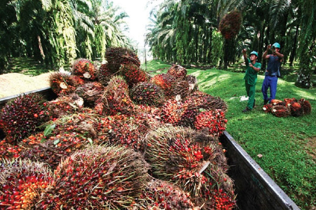 Petani Sawit Minta Pemerintah Transparan Soal Margin BUMN Ekspor, Khawatir Harga TBS Tertekan