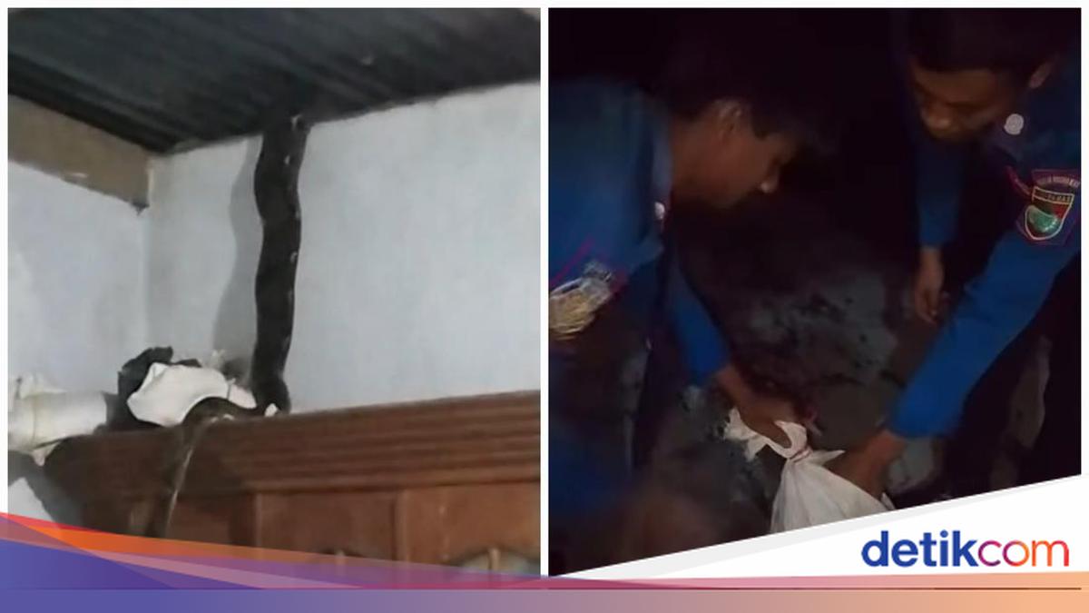 Ular Piton 3 Meter Melilit di Atap Dapur Rumah Warga Musi Rawas, Proses Evakuasi Damkar Butuh Waktu Satu Jam