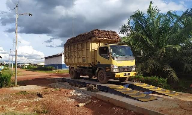Harga TBS Anjlok, Petani Sawit Bengkulu Terjepit Potongan Pengumpul Hingga Rp600 per Kilogram