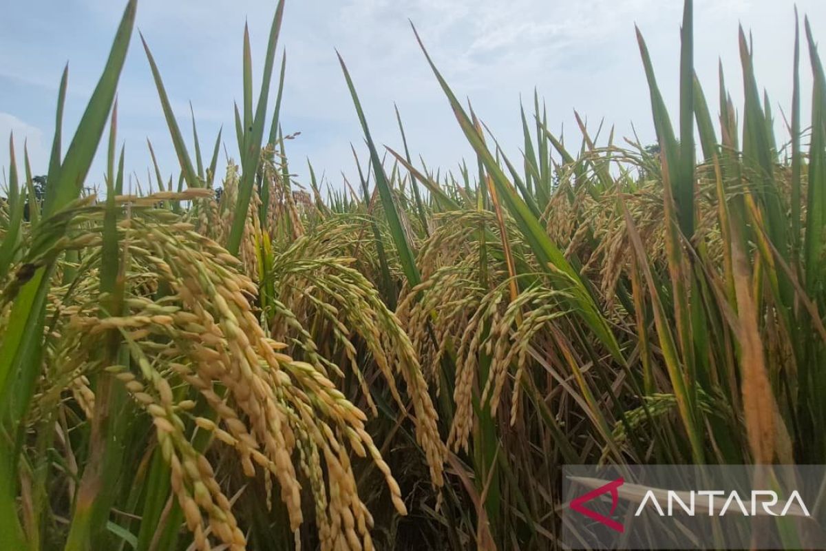 Pemkab Sumedang Siapkan Raperda Cadangan Pangan, Antisipasi Krisis dan Gejolak Harga