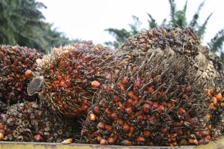 Harga CPO Tembus 4.692 Ringgit, Level Tertinggi Sejak Awal Mei 2026