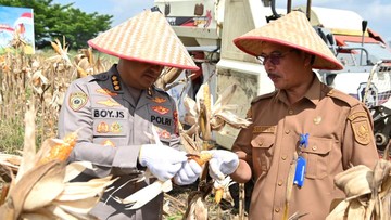 Polda Riau Panen Jagung Empat Hektare di Pekanbaru, Dukung Swasembada Pangan Nasional