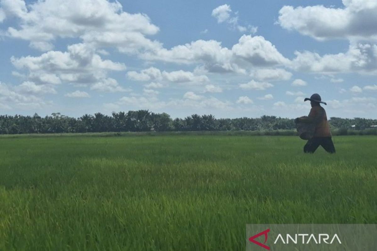 Tanjab Timur Cetak 520 Hektare Sawah Baru Demi Swasembada Pangan Nasional, TNI Jadi Pelaksana Lapangan