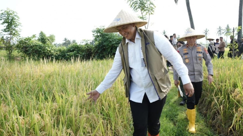 Bulog Sudah Serap 3,24 Juta Ton Gabah Petani Sepanjang 2026, Target Tembus 4 Juta Ton