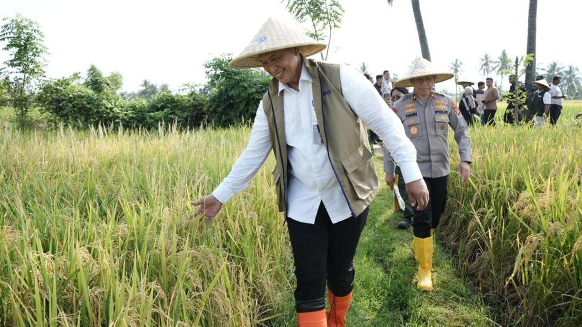 Bulog Sudah Serap 3,24 Juta Ton Gabah Petani Sepanjang 2026, Target Akhir Tahun 4 Juta Ton