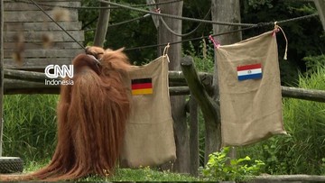 Walter si Orangutan Prediksi Jerman Taklukkan Paraguay di Dortmund