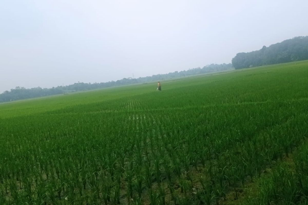 Pemkab Lebak Minta Petani Aktifkan Ribuan Pompa Air Hadapi Kemarau Panjang, Target Panen Aman Agustus
