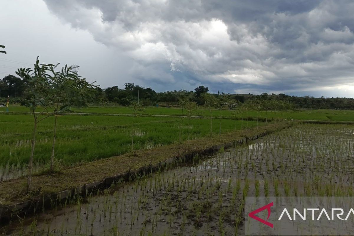 Pemprov Bangka Belitung Aktifkan Irigasi Pompa Hadapi Puncak Kemarau, Petani Diimbau Beralih ke Palawija