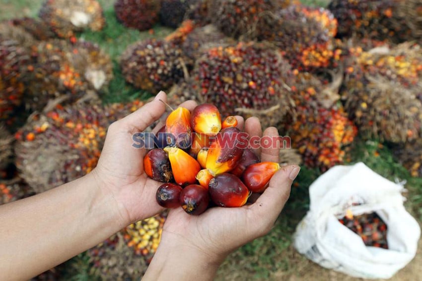 Petani Sawit Peringatkan Risiko B50: Harga TBS Bisa Anjlok Jika Tata Kelola Tak Dibenahi
