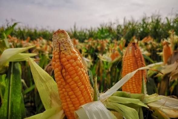 Petani Jagung Kalsel Mulai Nikmati Harga Layak, Produksi Tembus 90.000 Ton Hingga Juni 2026