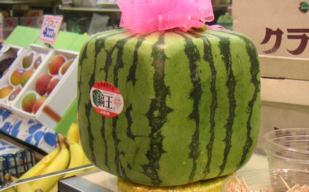 Bukan untuk Dimakan, Semangka Persegi Jepang Laku Rp1,1 Juta per Buah, Hanya 7 Petani yang Bertahan