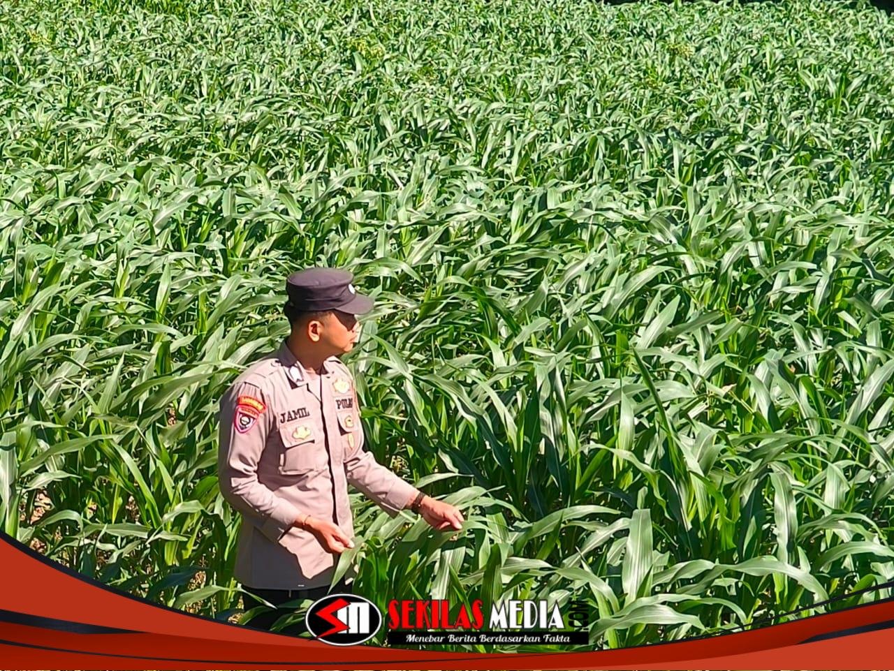 Polsek Pacet Turun ke Sawah, Sosialisasikan Harga Jagung Bulog Rp5.500–Rp6.400 per Kg