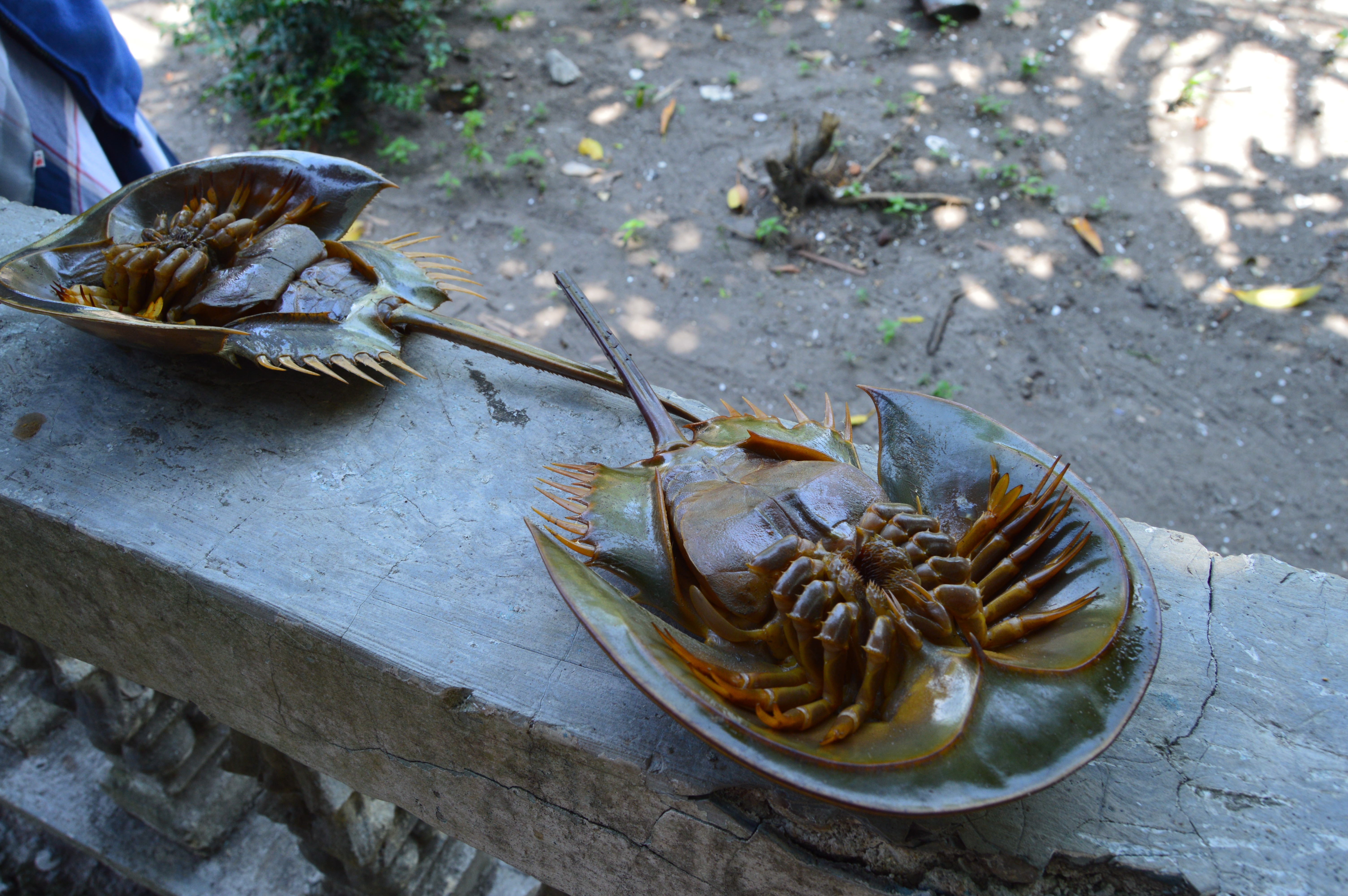 5 Tips Berbisnis Kuliner di Kalimantan Utara agar Laris, dari Lokasi hingga Cita Rasa Lokal