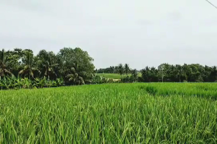 Distan Tabanan Salurkan 25 Ton Benih Padi dan Jagung ke Puluhan Subak, Targetkan Produksi Pangan 2026 Stabil