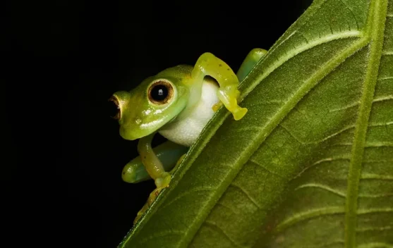 BRIN Temukan Spesies Baru Katak Semak di Lereng Gunung Merapi, Dinamai Philautus candrageni