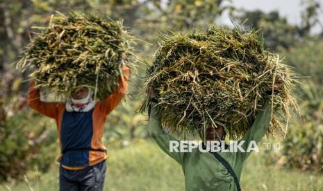 Bank Mandiri Salurkan KUR Rp 17,77 Triliun Hingga Mei, Sektor Pertanian Jadi Penyerap Terbesar