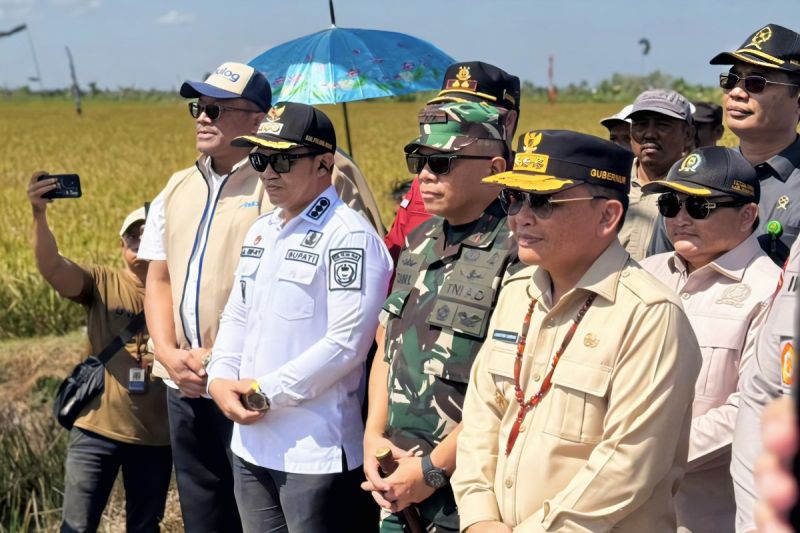 Bulog Sudah Serap 3.803 Ton Gabah Petani Kapuas, Target 2026 Tembus 6.577 Ton