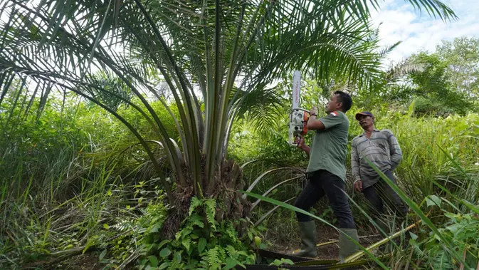Balai Besar TNGL Tumbangkan 470 Batang Sawit Ilegal di Leuser, Kotoran Gajah Jadi Tanda Ekosistem Kritis