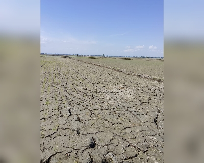 Sawah di Pinrang Terancam Kekeringan, Petani Dusun Kanarie Desak Bantuan Pompanisasi Sebelum Gagal Panen