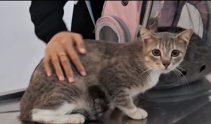 ** Stok Vaksin Rabies Kota Bengkulu Baru 500 Dosis, DKPP Akui Jauh dari Target Herd Immunity 70 Persen