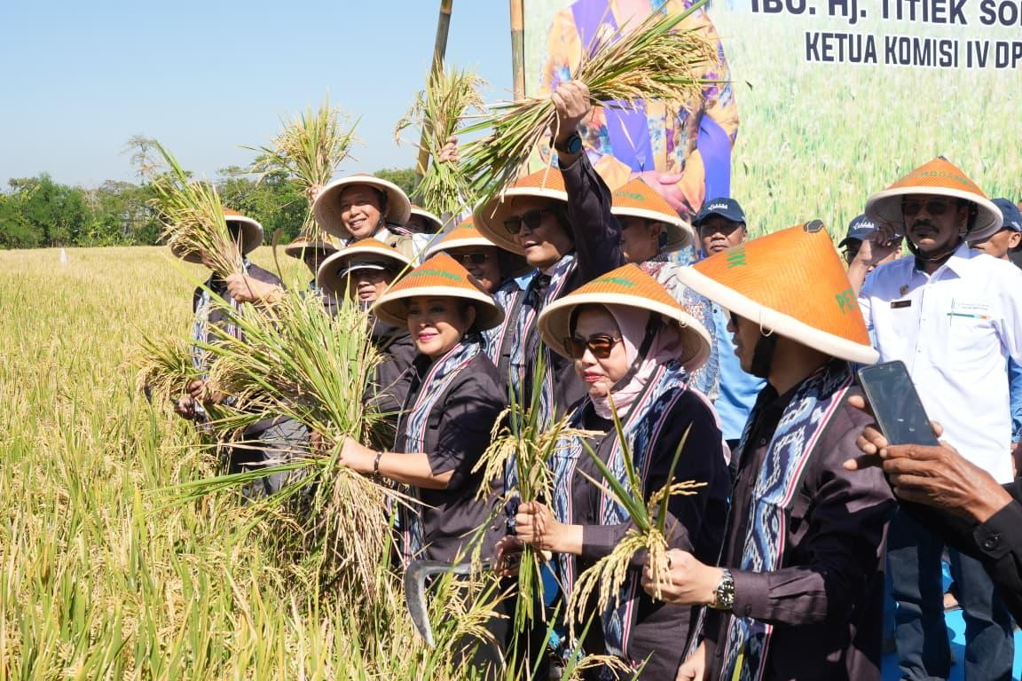 Stok Beras Nasional Tembus 5,4 Juta Ton, BULOG Sudah Serap 3,2 Juta Ton Gabah di Semester I 2026