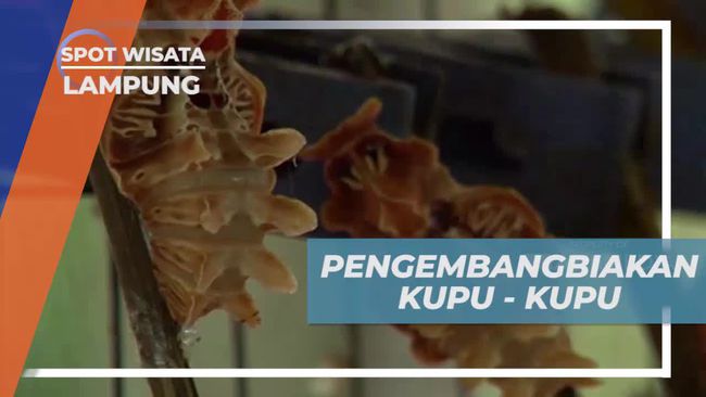 Melihat Proses Pengembangbiakan Kupu-Kupu di Lampung, dari Telur Hingga Dewasa di Kandang Khusus