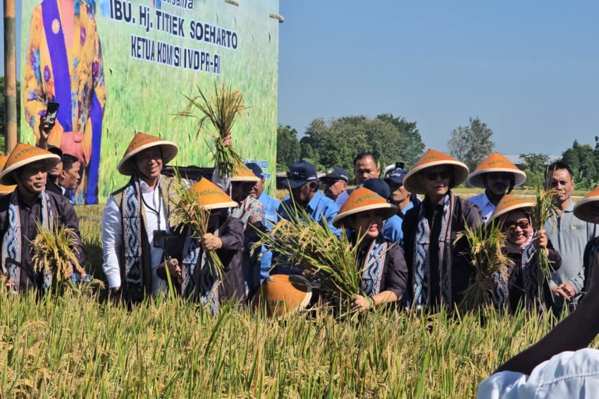 BULOG dan Komisi IV DPR Turun ke Sawah Klaten, Petani Dapat Harga Gabah Rp6.500 per Kg