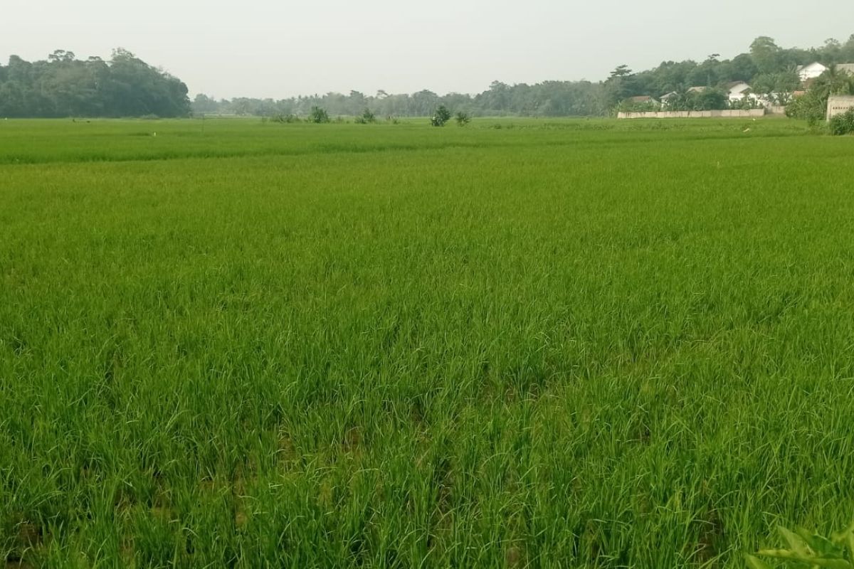 Hadapi Musim Kemarau, Distan Lebak Minta Petani Aktifkan Ribuan Pompa Air agar Tak Gagal Panen