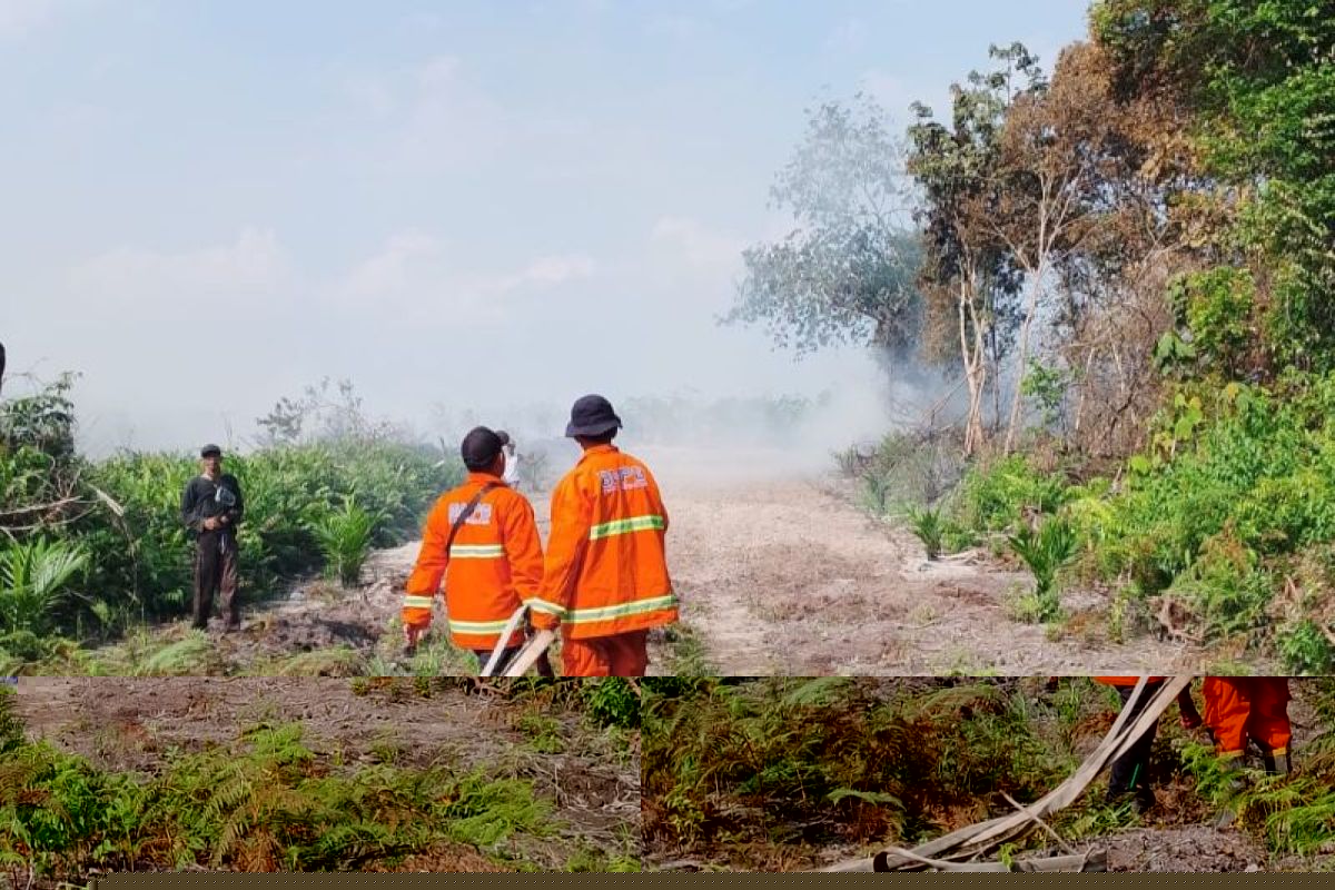 Kebakaran Lahan di Bajubang Batang Hari Hanguskan 1,45 Hektare, Api Meluas Akibat Angin Kencang