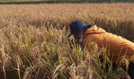 Bulog dan Perpadi Targetkan Olah 2 Juta Ton Beras Cadangan Pemerintah Jadi Premium