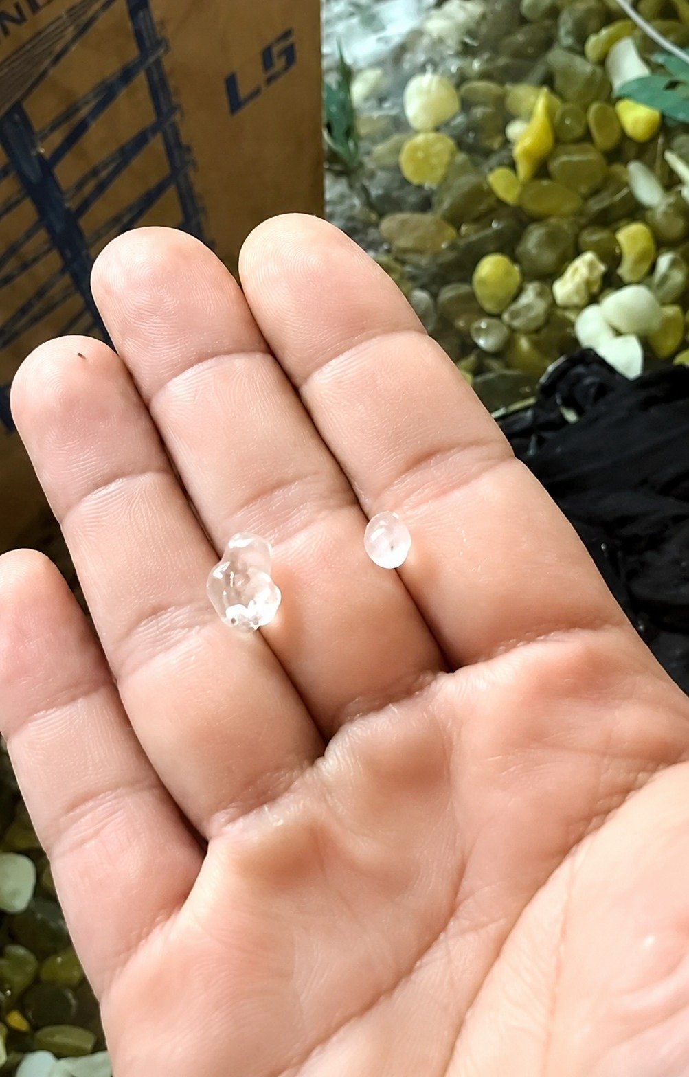 BMKG Ungkap Kombinasi Gelombang Kelvin dan Suhu Laut Hangat Picu Hujan Es di Krayan, Satu Rumah Tertimpa Pohon