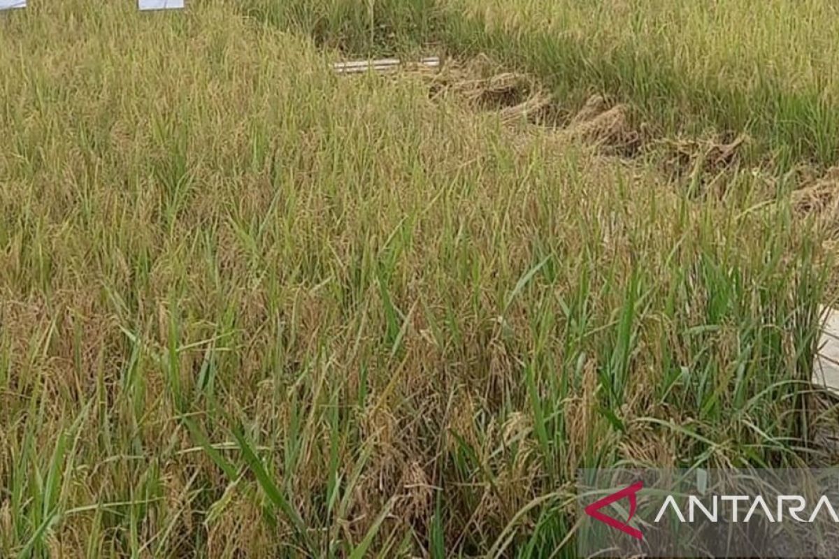 Potensi Panen Padi di Bangka Selatan Capai 30.000 Ton, Bulog Fokus Serap Gabah Petani hingga Akhir Tahun