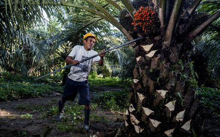 IPB Nilai Sawit Jadi Penopang Ketahanan Pangan Global, Produksi CPO Nasional Capai 53 Juta Ton per Tahun