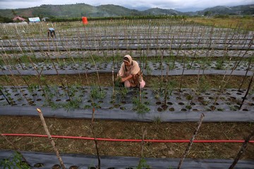 Lahan Bekas Lumpur Bencana Pidie Jaya Disulap Pertamina Jadi Lumbung Cabai dan Bawang, Ekonomi Warga Menggeliat