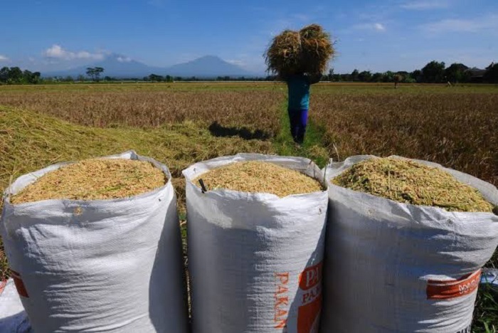 Harga Gabah Tembus Rp7.200 per Kg, Bulog Makassar Pilih Jalan Alternatif agar Petani Tetap Untung