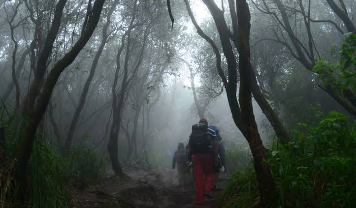 Hilang Sejak Kamis Saat Cari Kayu Gaharu, Pria Lansia 69 Tahun di Halmahera Timur Dicari Tim SAR Gabungan