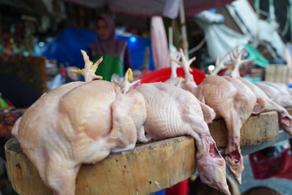 Harga Ayam-Telur Meroket, Mentan Amran Instruksikan Dapur MBG Beli Langsung ke Peternak Demi Potong Rantai Calo