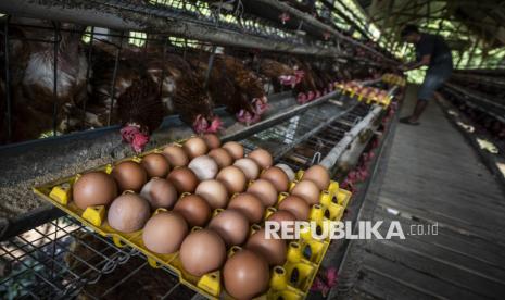 Mentan Minta BGN Beli Ayam dan Telur Langsung dari Peternak, Bukan Lewat Tengkulak