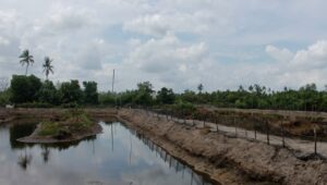 Tanggul Tambak Kepiting Muara Pagatan Ditinggikan, Petani Tanah Bumbu Kini Bebas Cemas Air Pasang