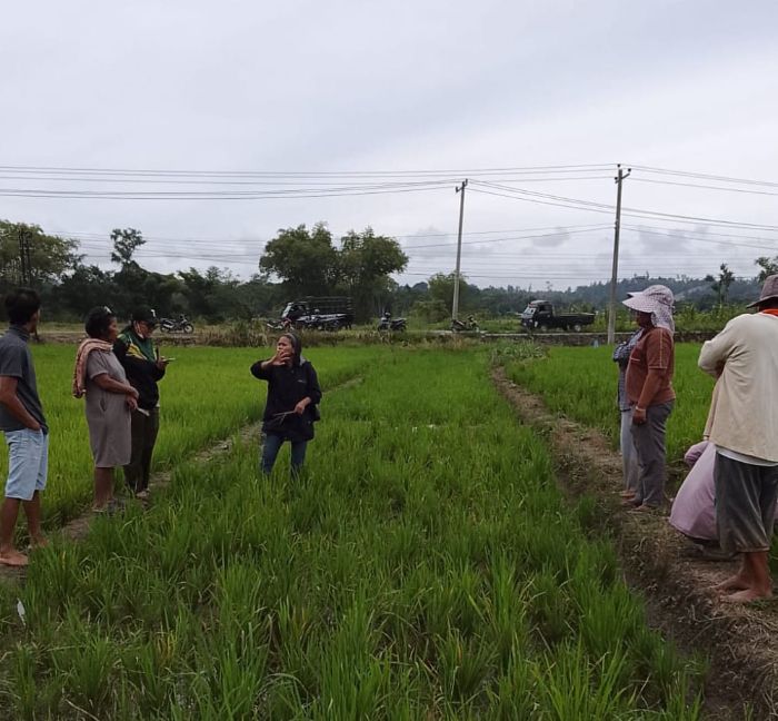 Tanaman Padi 5-10 Hektare di Desa Patane I Toba Terserang Hama Ulat, Dinas Pertanian Langsung Turun Gerdal