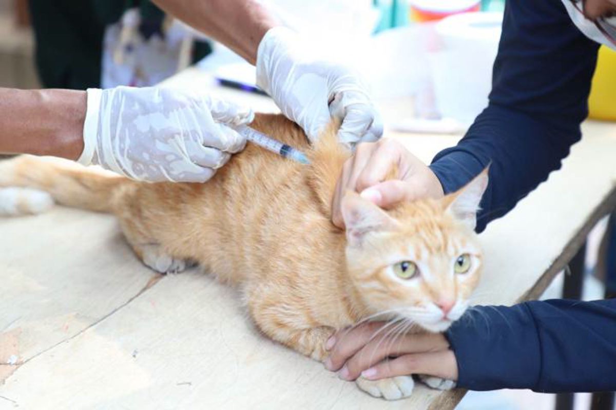 Pemkot Tangerang Gelar Vaksinasi Rabies Gratis di 11 Kecamatan, Catat Jadwal dan Syarat Hewan Peliharaan